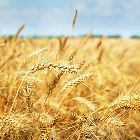 De beste biologische ingrediënten