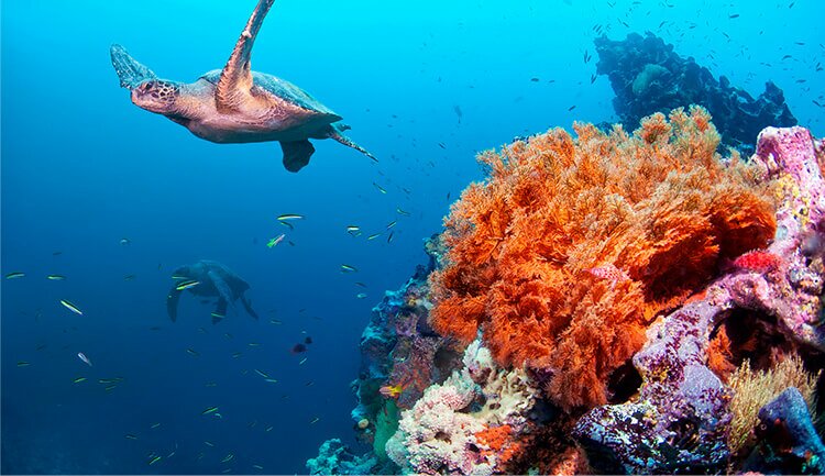 content-article3-save-the-ocean.jpg